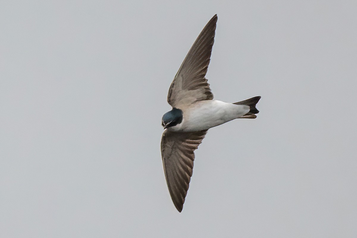 White-rumped/Chilean Swallow - ML470037391