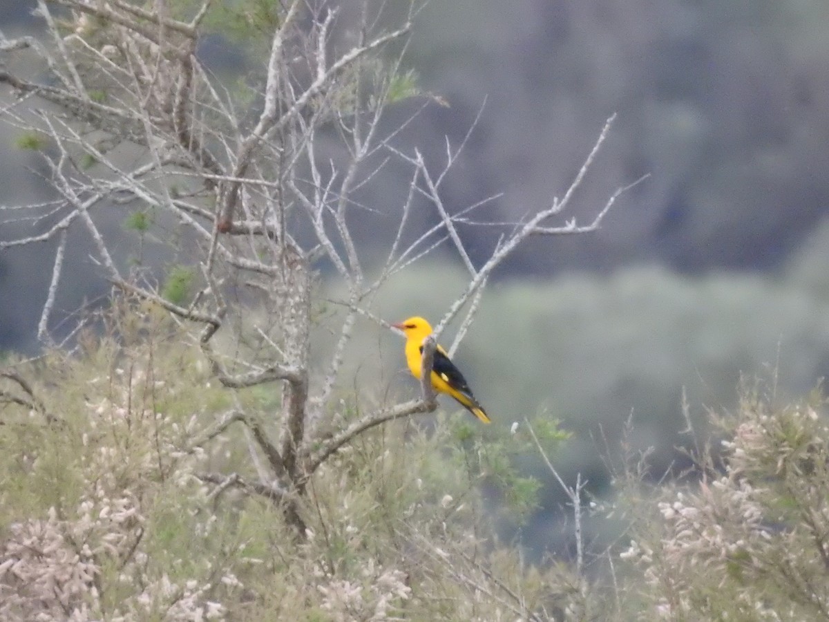 Eurasian Golden Oriole - ML470038931