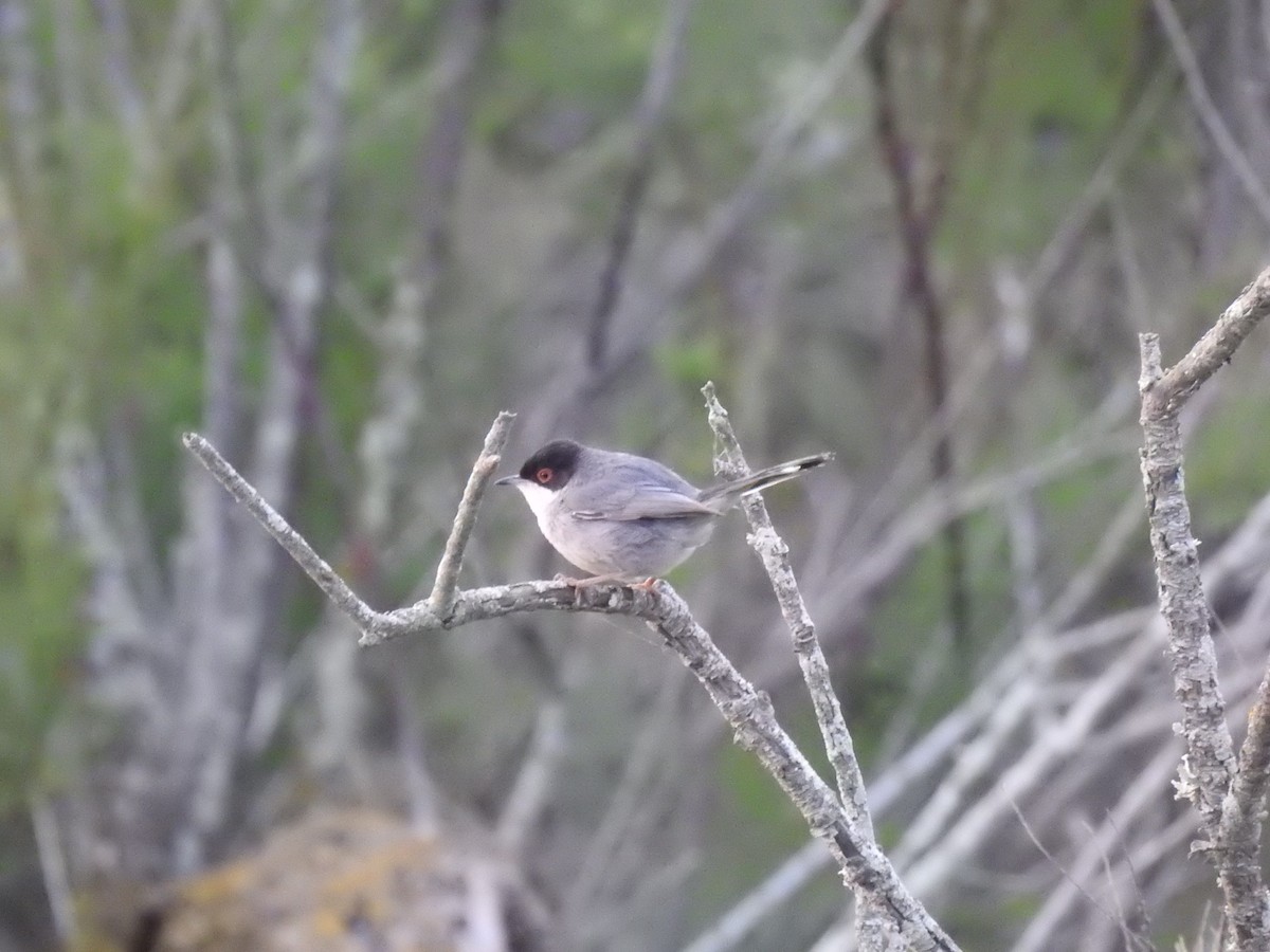 Sardinian Warbler - ML470039021