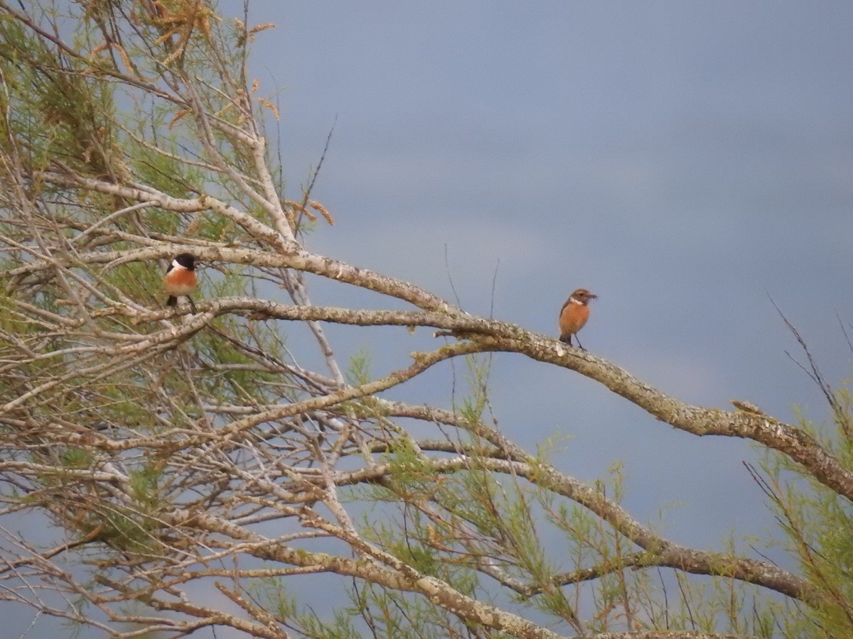 European Stonechat - ML470039041