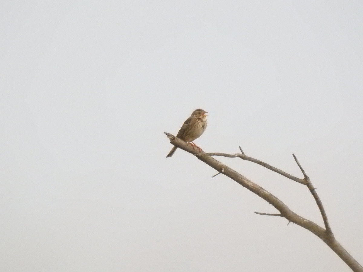 Corn Bunting - ML470039051