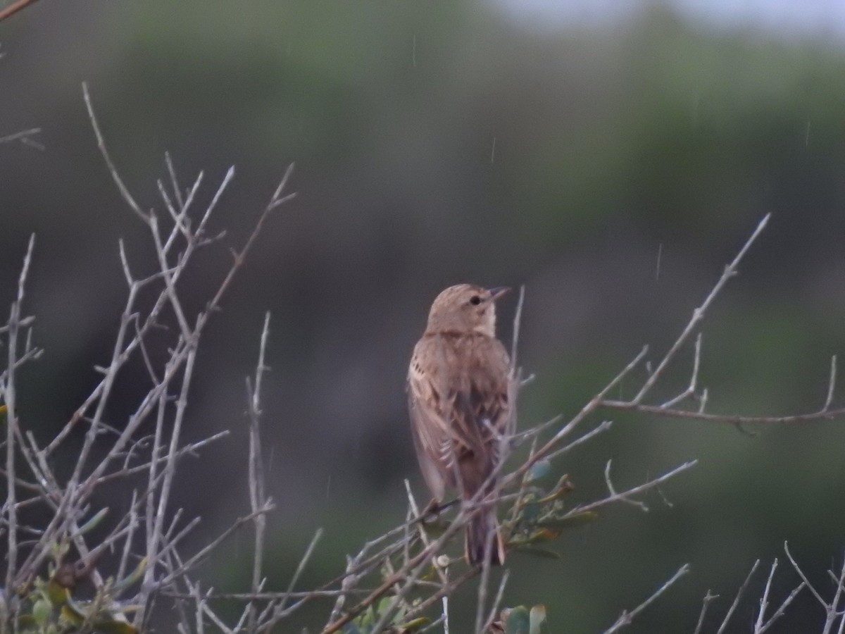 Tawny Pipit - Ben Collins-Smith