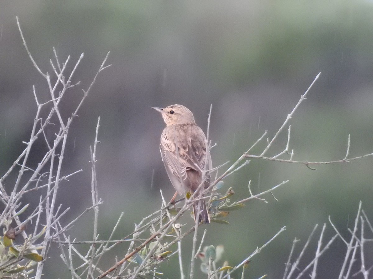 Tawny Pipit - Ben Collins-Smith