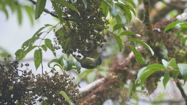 Mosquero Gorjiestriado - ML470041721