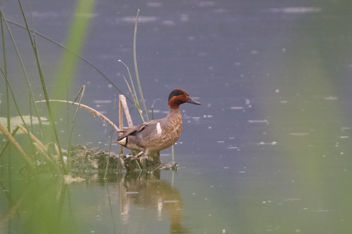 Green-winged Teal - ML470043381