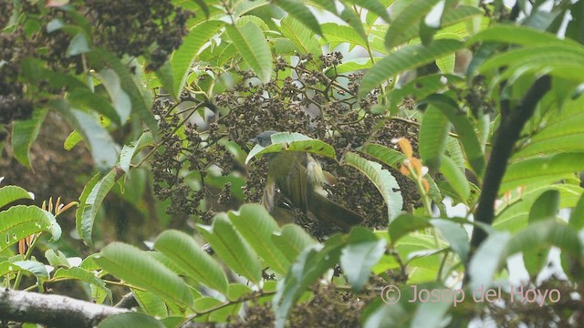 Mosquero Gorjiestriado - ML470043631