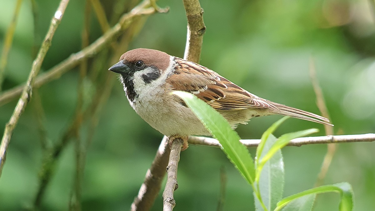 Eurasian Tree Sparrow - ML470044021