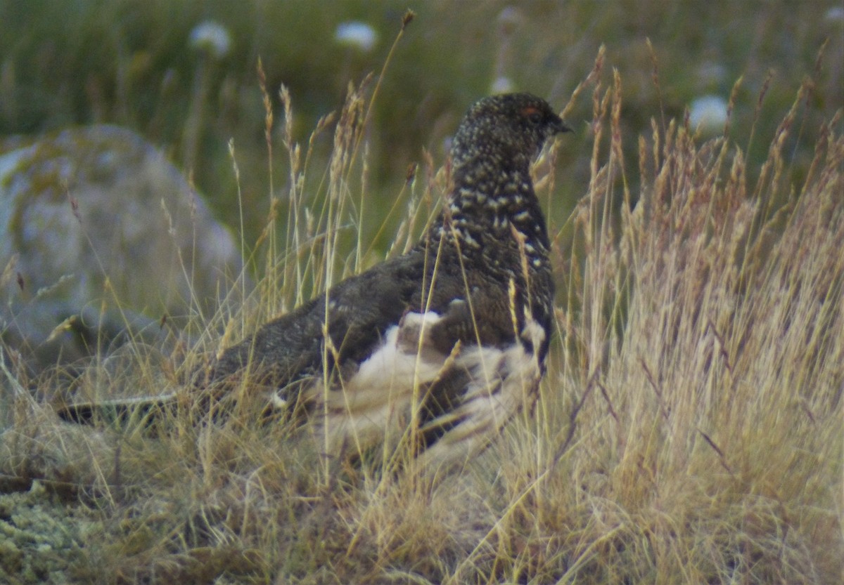 Rock Ptarmigan - ML470045801
