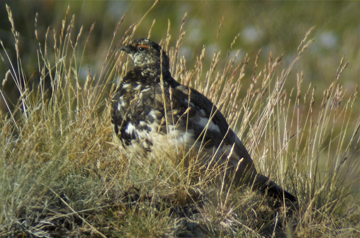 Rock Ptarmigan - ML470045861