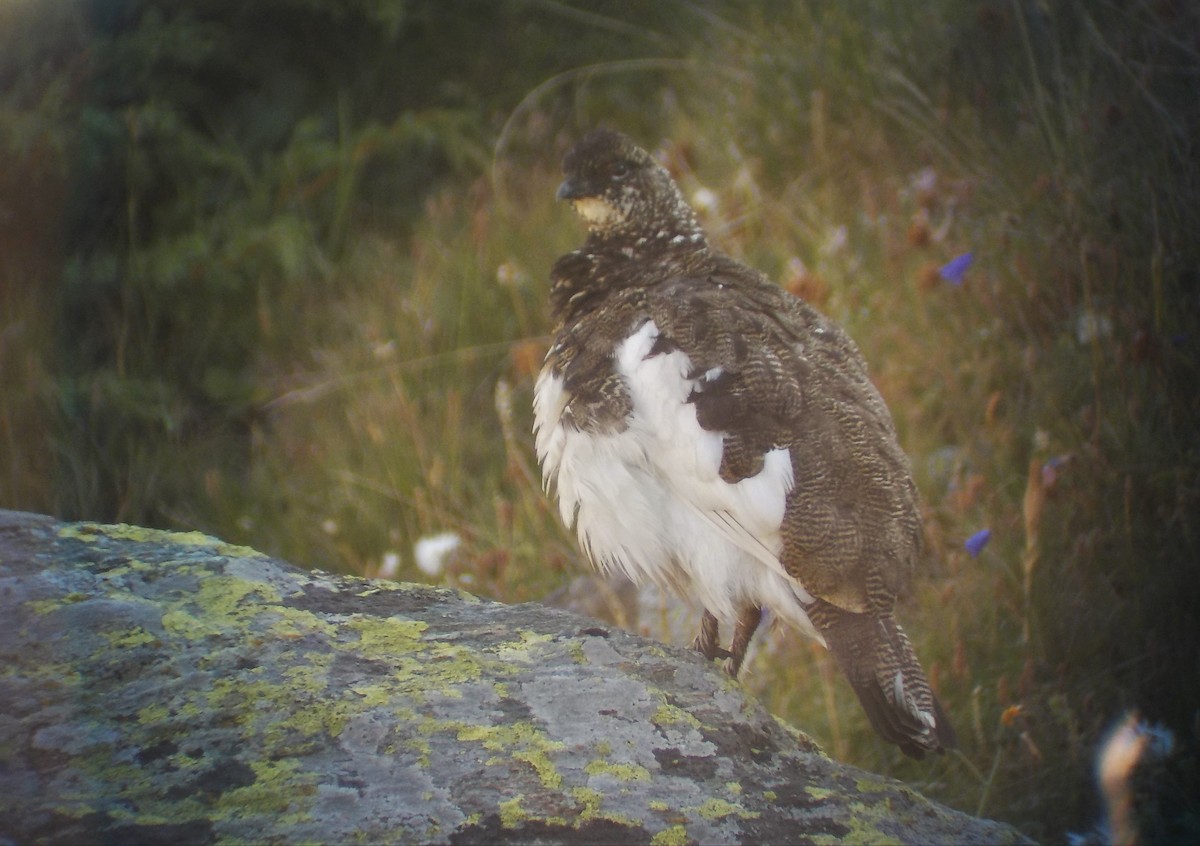 Rock Ptarmigan - ML470045881
