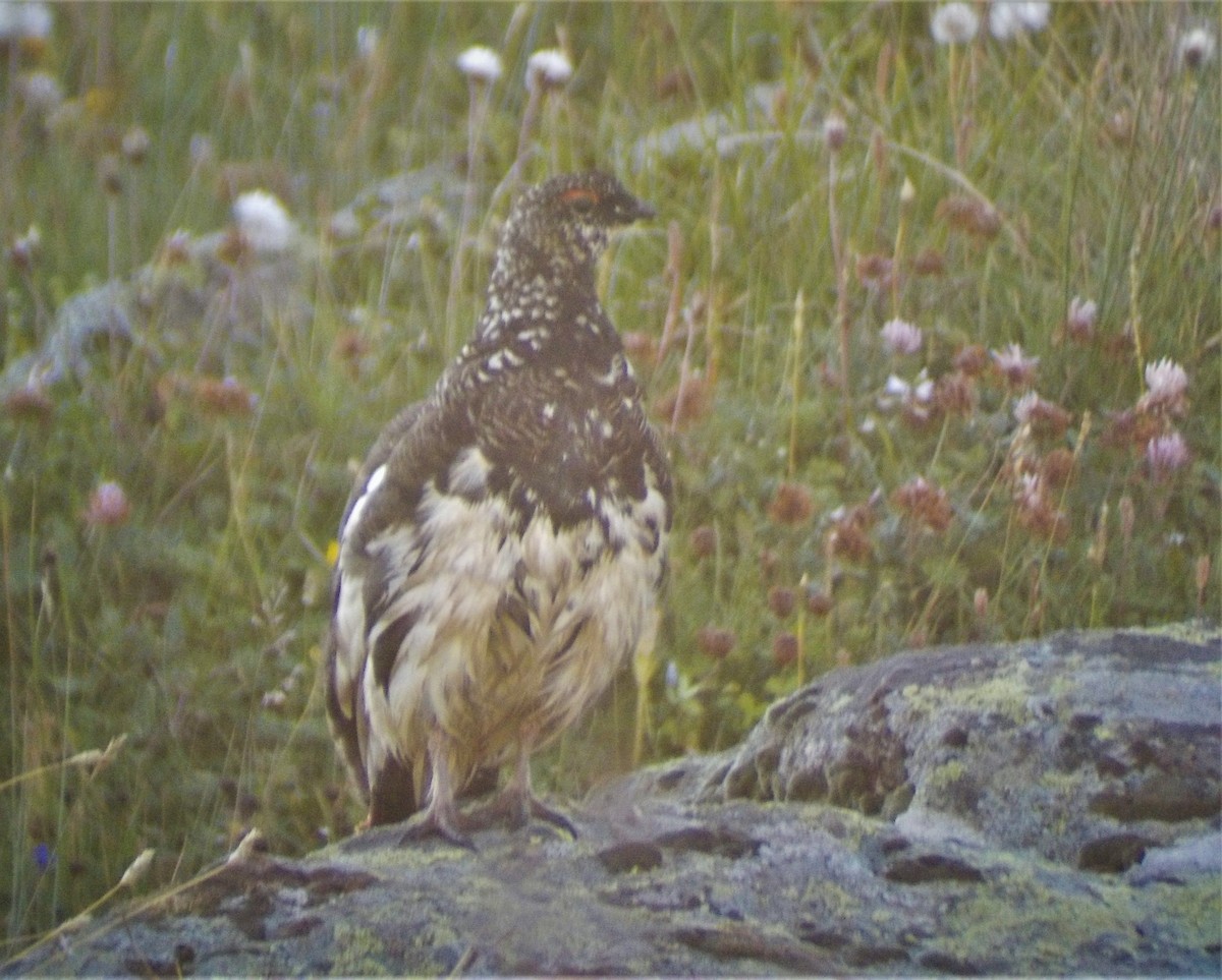 Rock Ptarmigan - ML470045941