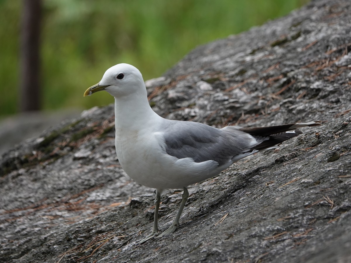 Common Gull (European) - Barry Reed