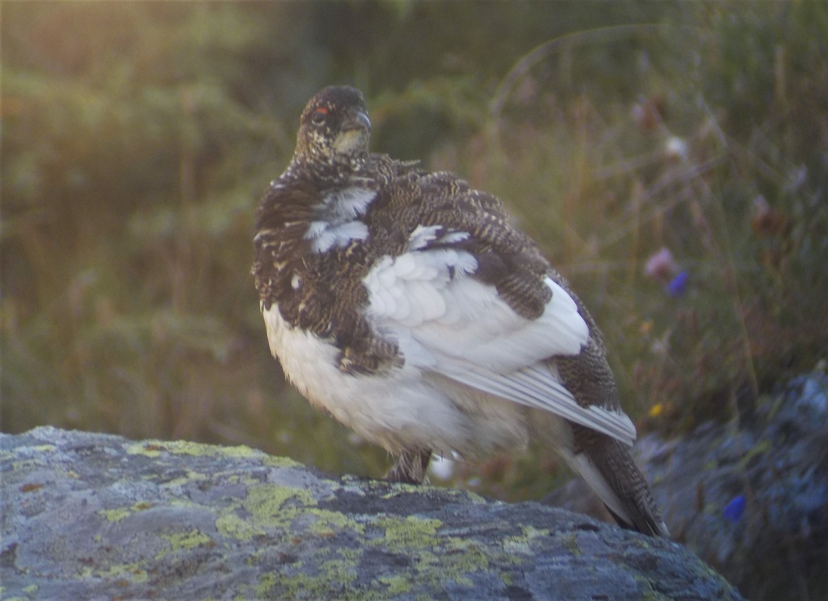 Rock Ptarmigan - ML470046401