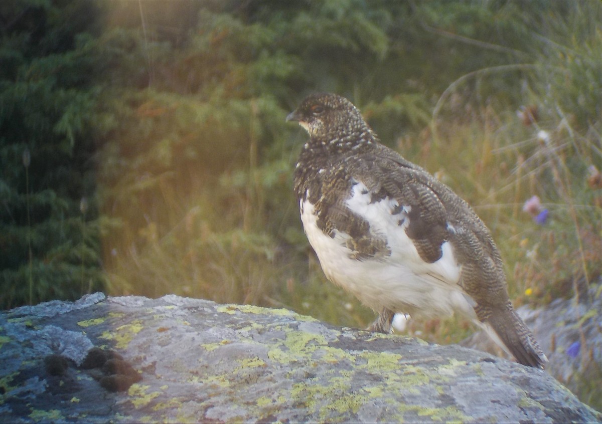 Rock Ptarmigan - ML470046411