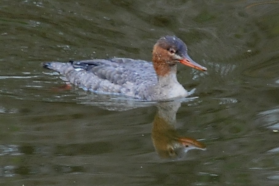 Red-breasted Merganser - ML47004881