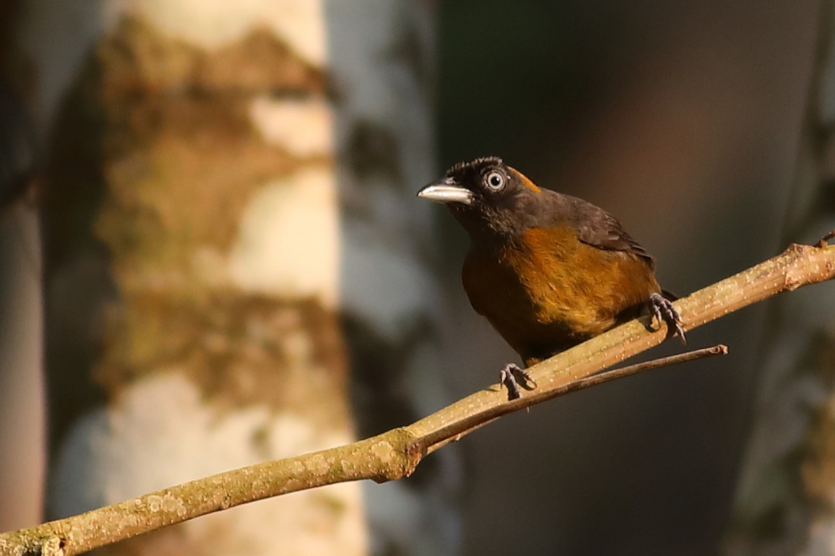 Dusky-faced Tanager - ML47004911