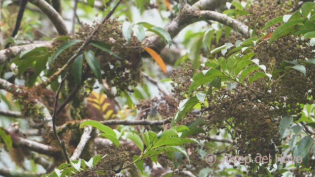 Streak-necked Flycatcher - ML470049391