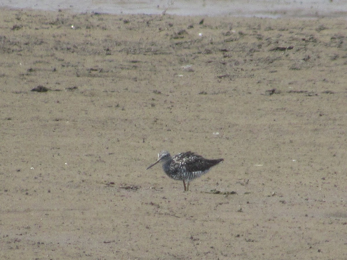 Greater Yellowlegs - ML470049631