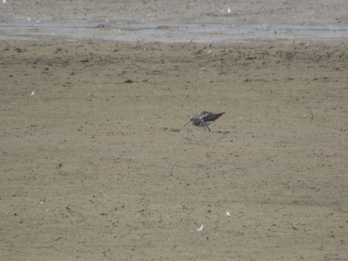 Greater Yellowlegs - ML470049641