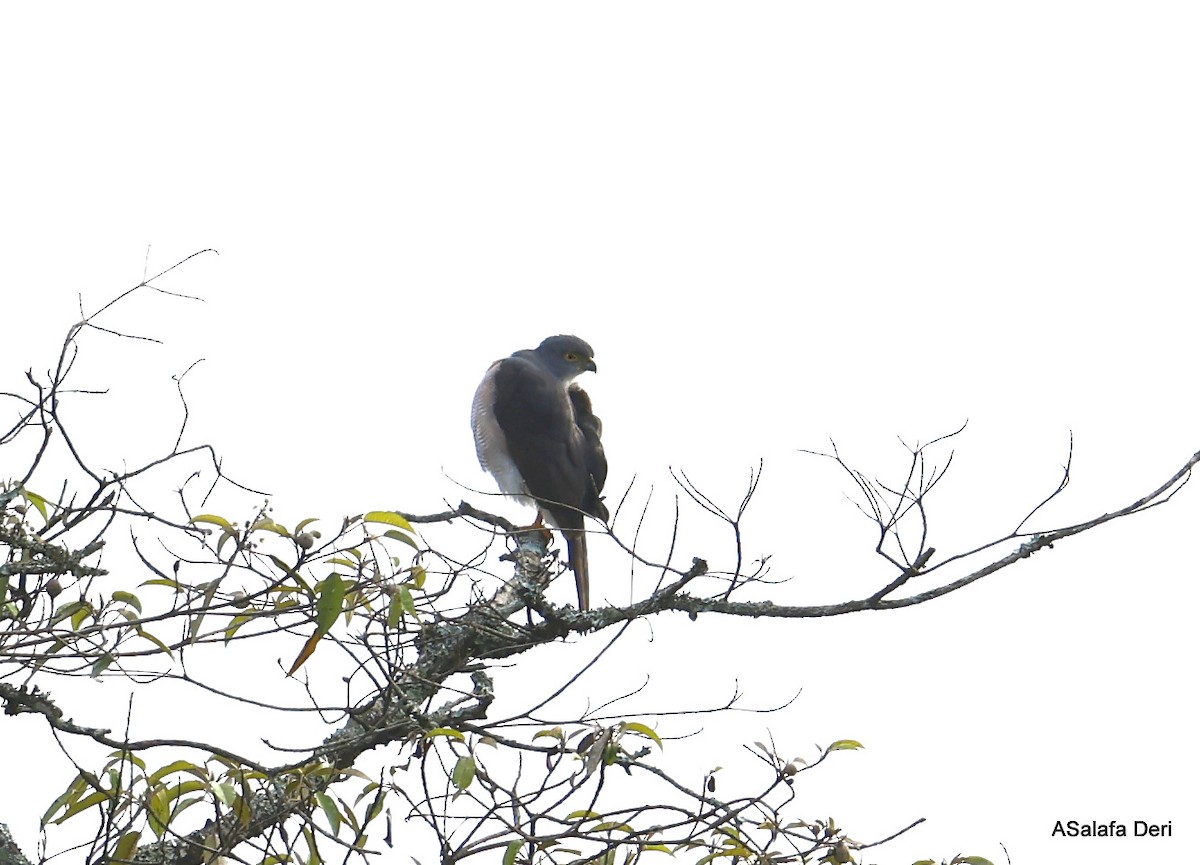 African Goshawk (Eastern) - ML470049741