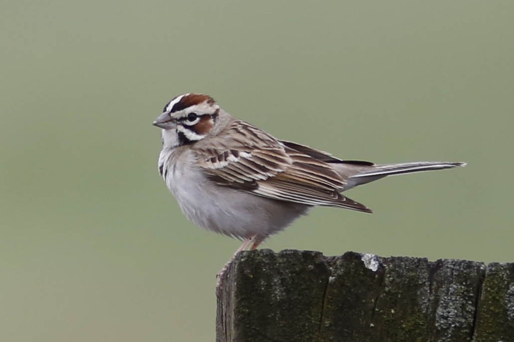 Lark Sparrow - ML470050991