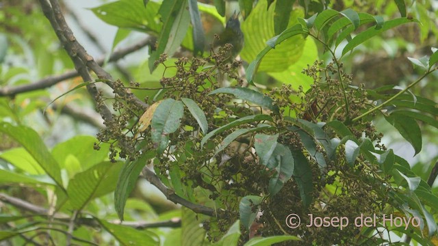 Mosquero Gorjiestriado - ML470051091