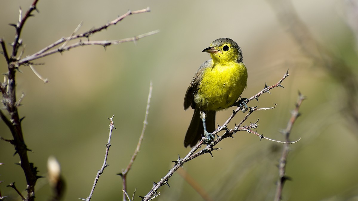 Oriente Warbler - ML470051941