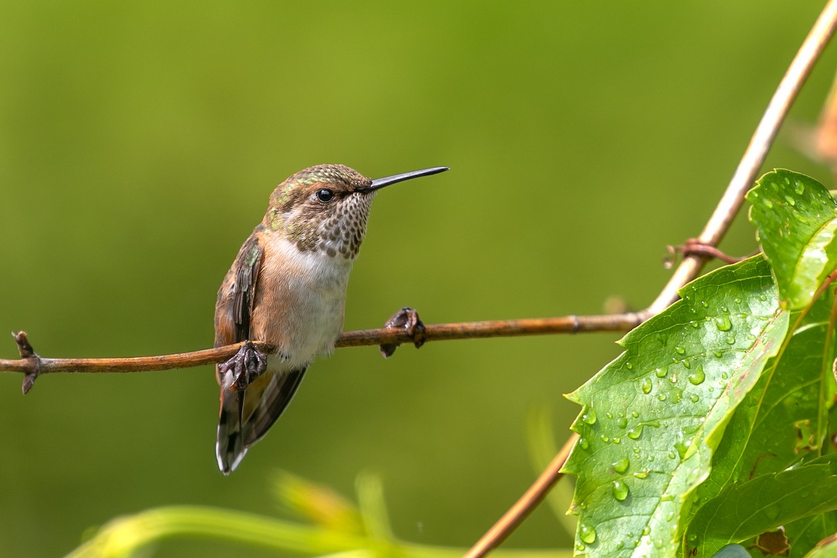 Rufous Hummingbird - ML470052201