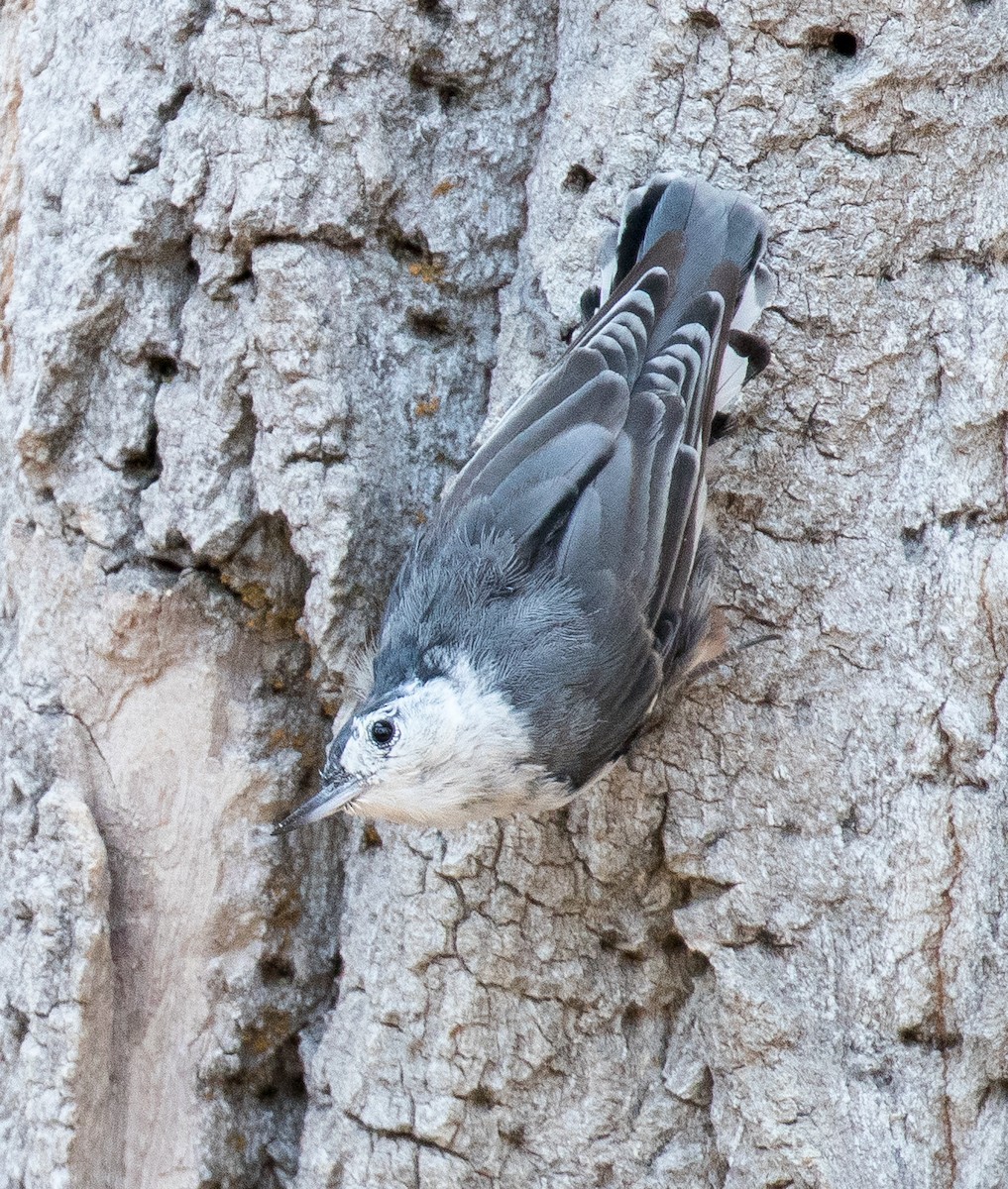 White-breasted Nuthatch - ML470053711