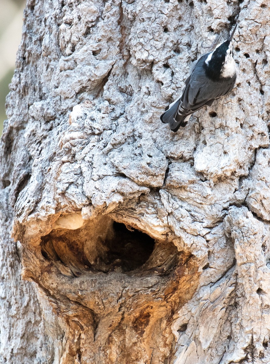 White-breasted Nuthatch - ML470053731