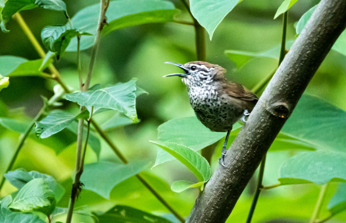 Spot-breasted Wren - ML470056981