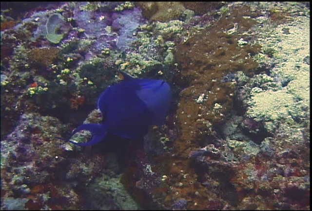 Redtoothed Triggerfish - ML470058