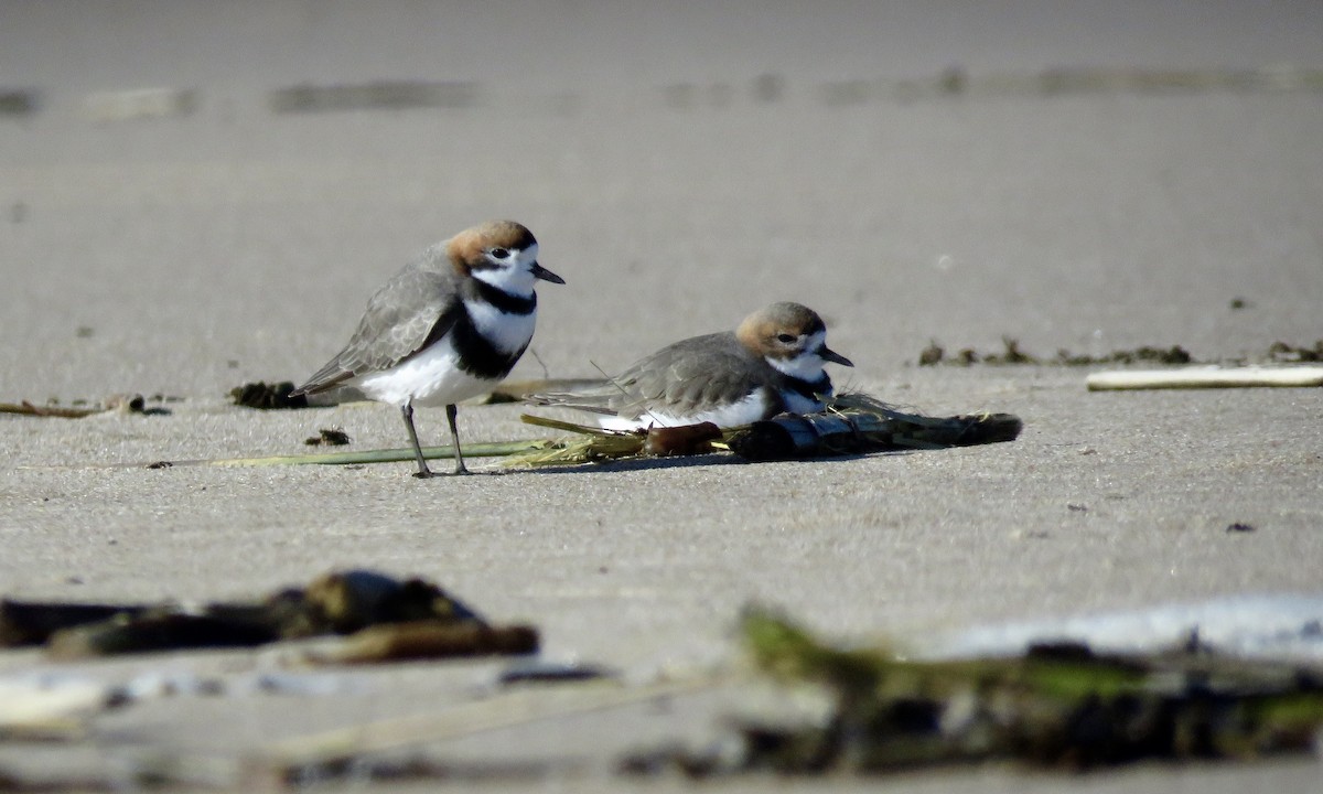 Two-banded Plover - ML470058471