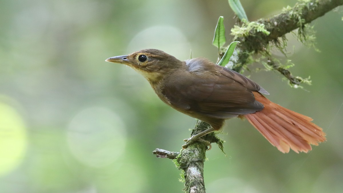 Ochre-throated Foliage-gleaner - Graham Montgomery