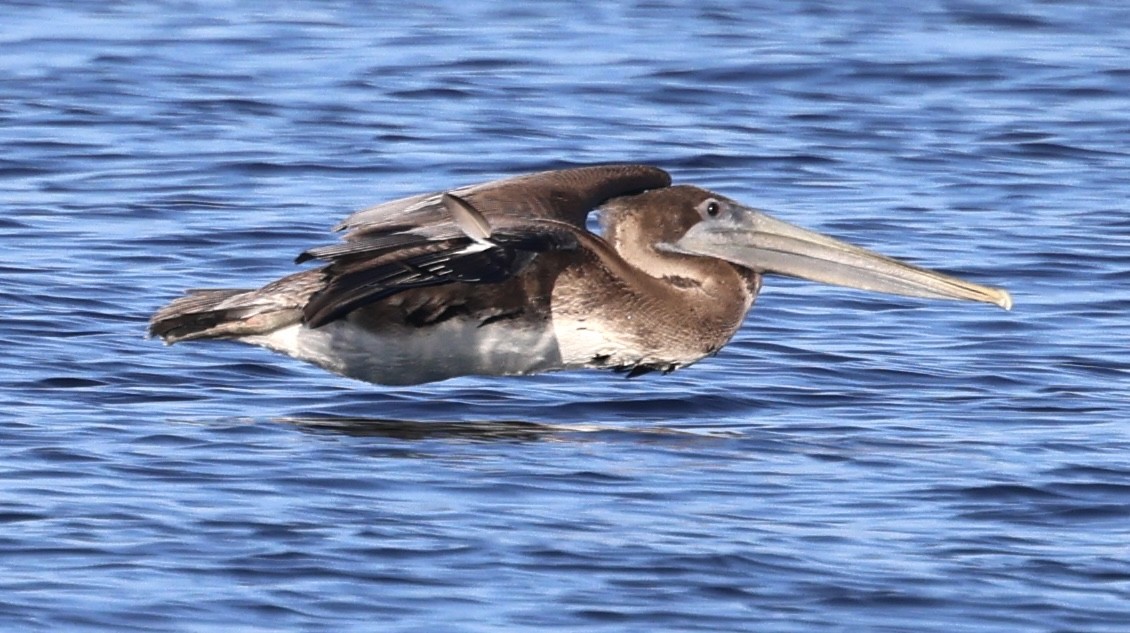 Brown Pelican - Raphael Fennimore