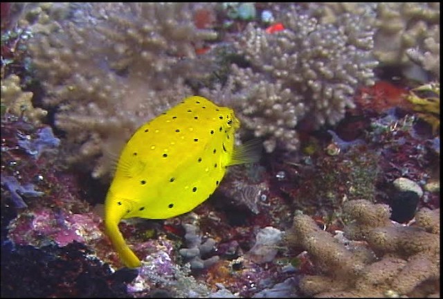 Yellow Boxfish - ML470060
