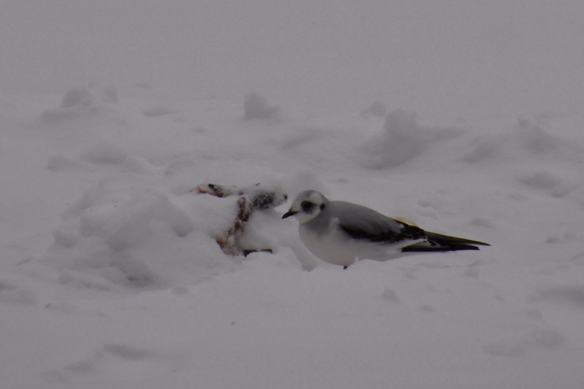 Ross's Gull - Jeremy Collison