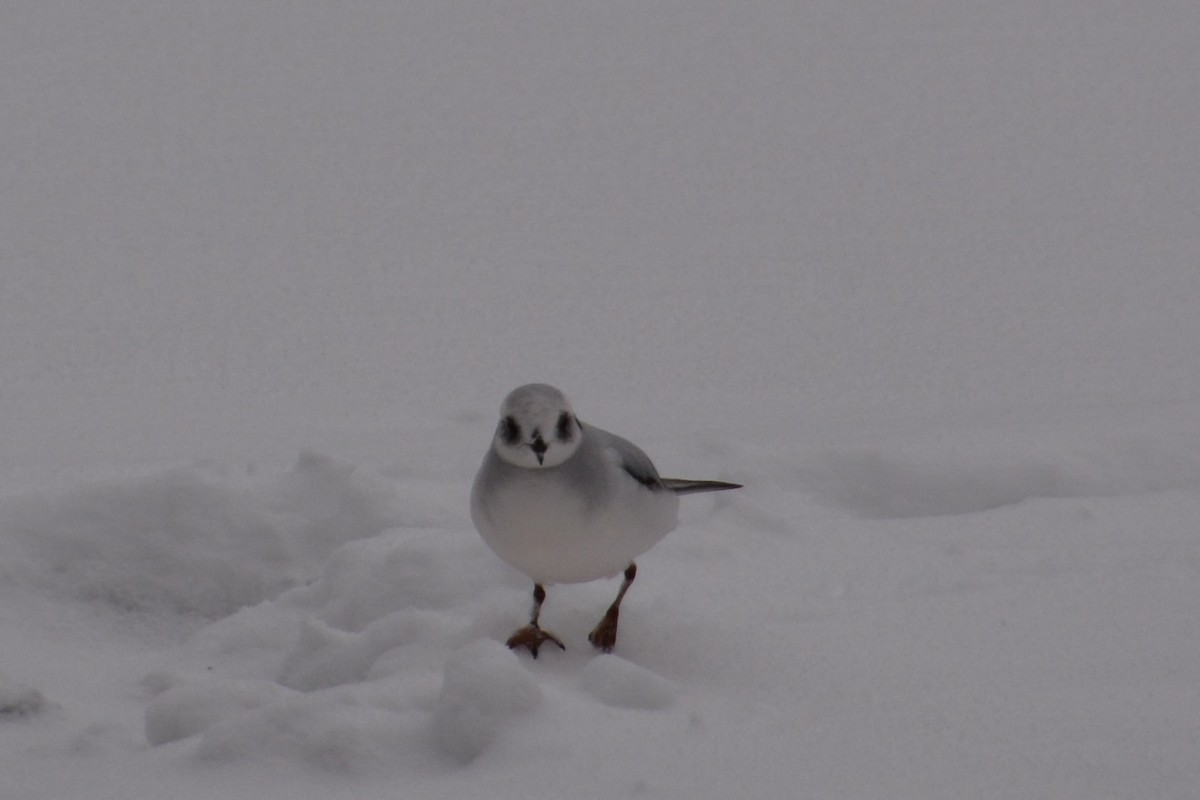 Ross's Gull - ML47006041