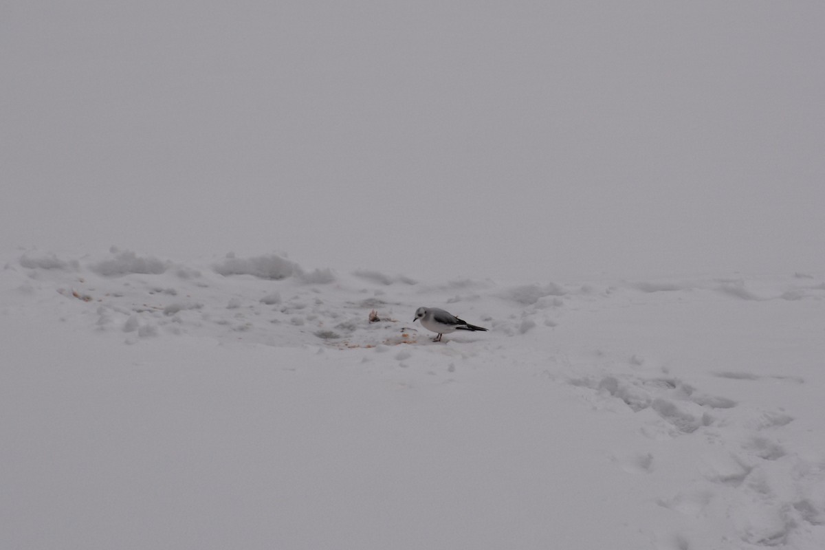 Ross's Gull - ML47006061