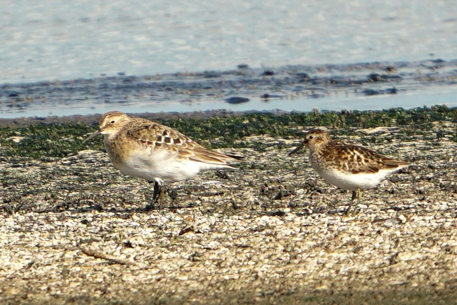 Baird's Sandpiper - ML470060771