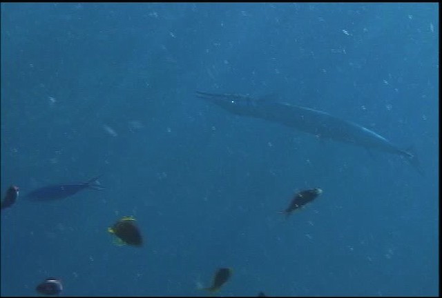 Needlefishes - ML470061