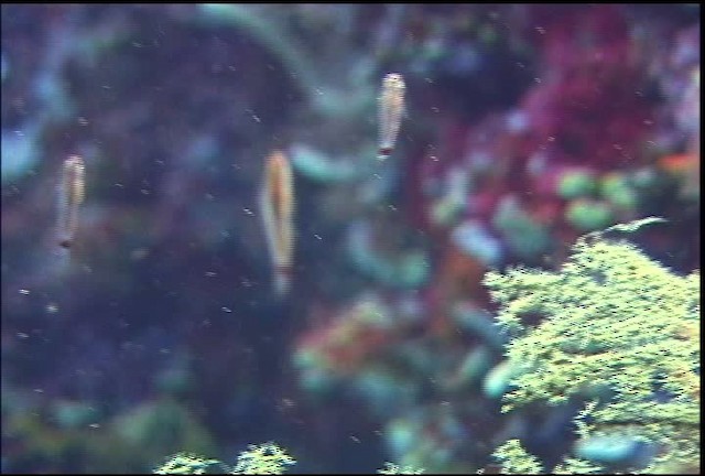 Blue-striped Dwarfgoby - ML470062