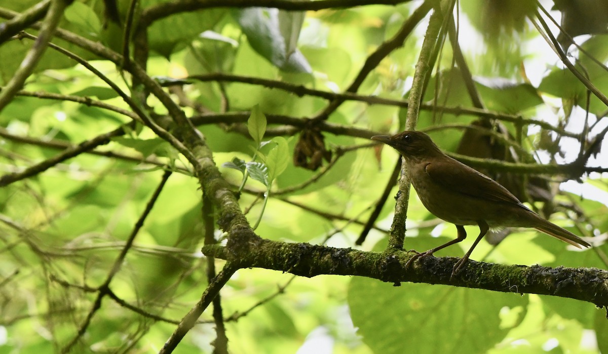 Cocoa Thrush - ML470062061