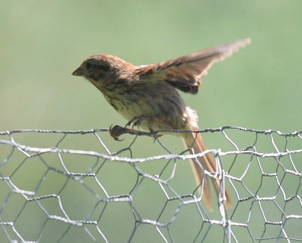 Song Sparrow - ML470063681