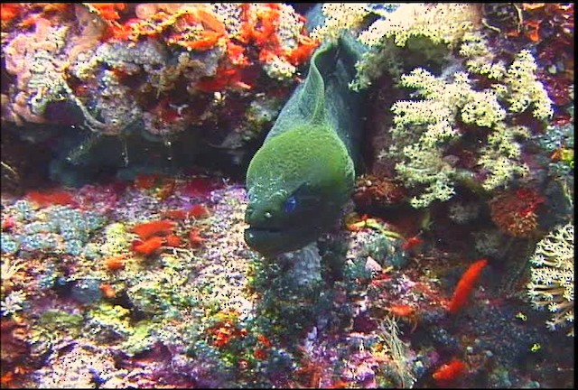 Common Morays - ML470064