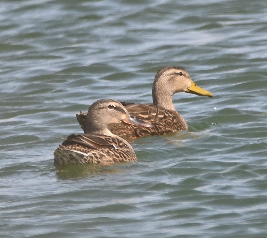 Mexican Duck - ML470064021