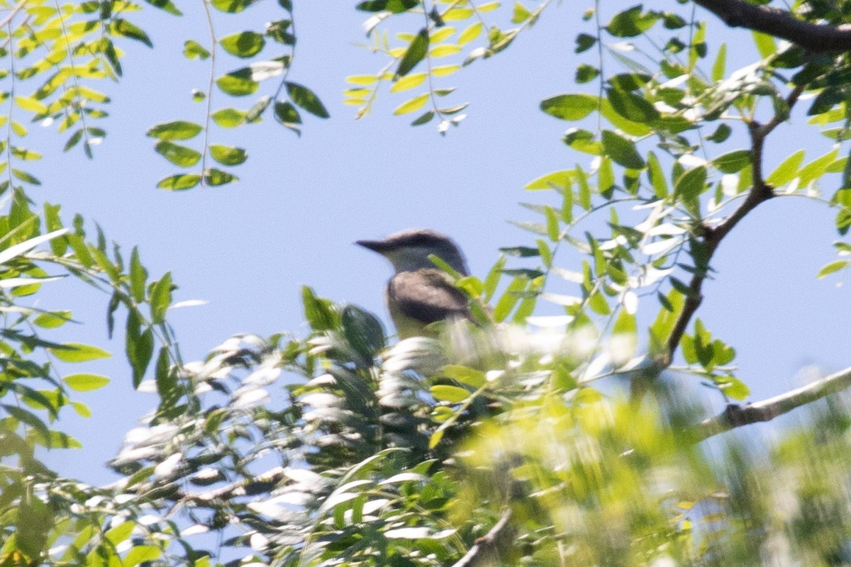 Western Kingbird - ML470064181