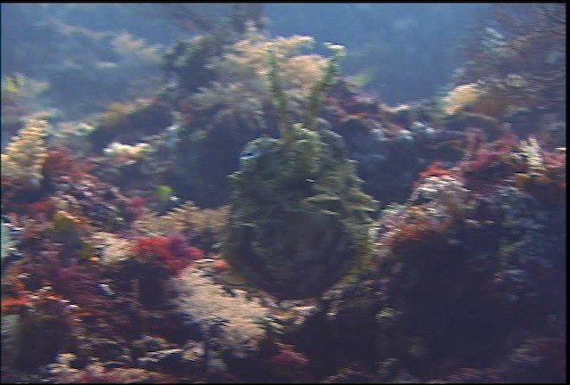 Broadclub Cuttlefish - ML470065