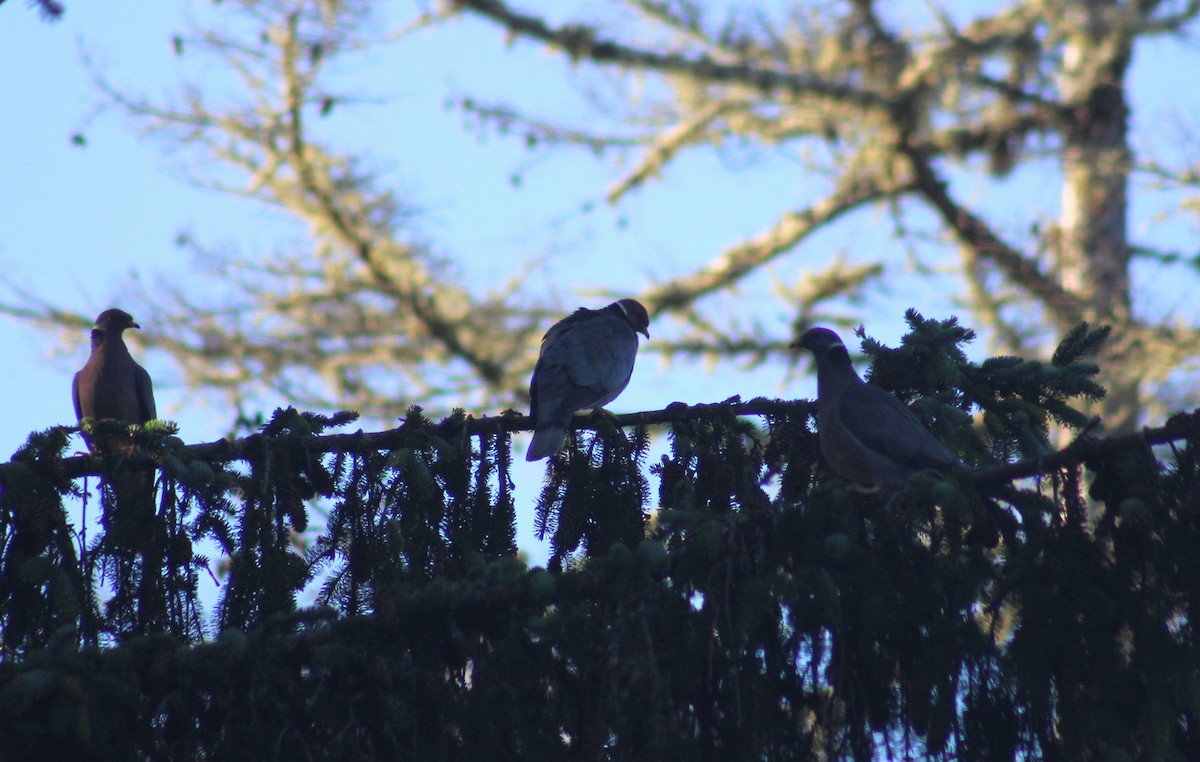 Band-tailed Pigeon - ML470065391