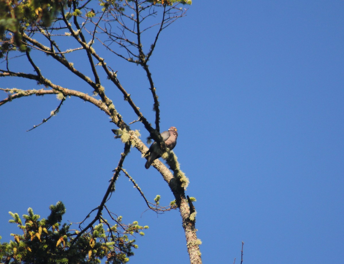 Band-tailed Pigeon - ML470065421